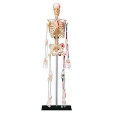 EXPLORA SCIENCES- EXPLORA-Anatomia umana-546059, Modello Realistico di 46 (w2h)