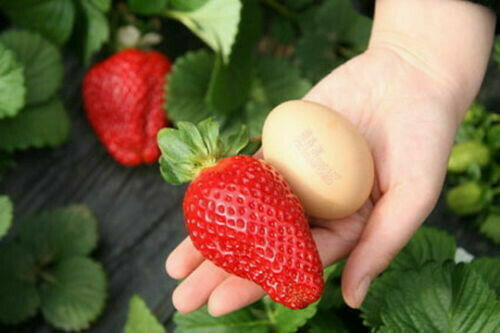 Giant strawberry fragola - -,