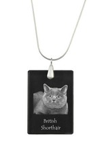 British Shorthair - Cristallo