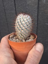 Mammillaria perezdelarosae