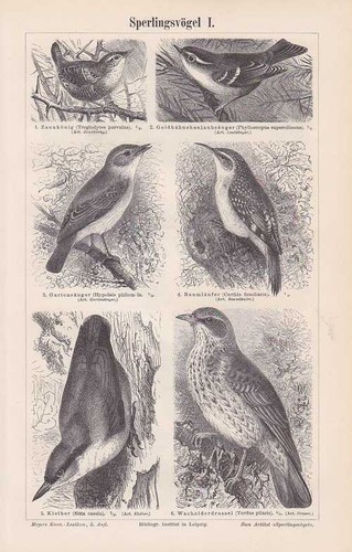 Sperlingsvögel incisione - sperlingsvögel, su