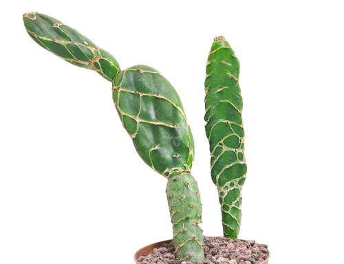 Opuntia reticulata cobra 8 - reticulata,