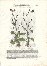 Stampa antica MATTIOLI