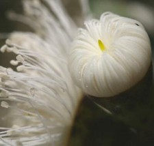Corymbia eximia, Nana Dwarf