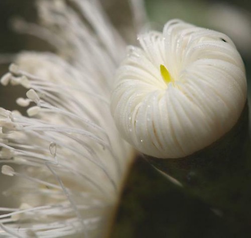 Corymbia eximia nana dwarf - nana,