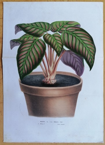 Van houtte flore - van,