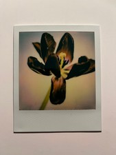 1 x Polaroid, edizione