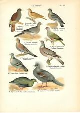 Stampa antica UCCELLI PICCIONE COLOMBACCIO TORTORA GURA 1927 Old Antique print