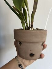 Vaso In Coccio Forato Per