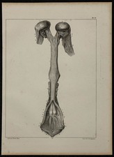 1839 - Tavola Di Anatomia -