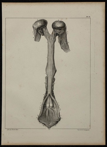 1839 tavola anatomia - tavola,