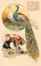 D0689) MILANO 1900 ESPOSIZIONE NAZIONALE ALLEVAMENTO CANI GATTI E ANIMALI CORTE