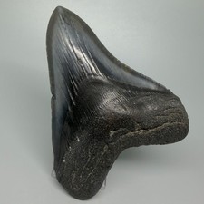 Dente di squalo MEGALODON