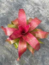 Bromelia Neoregelia 'Taffy'