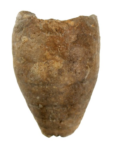 Dogger apiocrinus elegans - dogger,