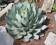 Agave parryi, resistente alla