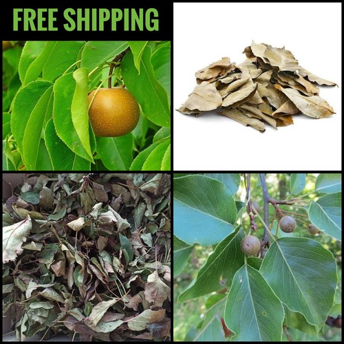 Foglie pyrus communis - pyrus,