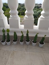 Pitaya Frutto Del Drago