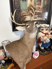 7 punti Buck Mount $155 ritiro