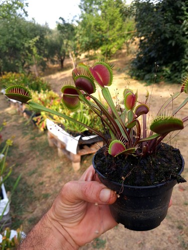 Dionaea muscipula giant red - dionaea, "giant