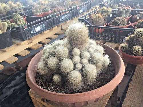 Thelocactus macdowelly - thelocactus,