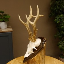 Corna di Cervo Attuale Peso