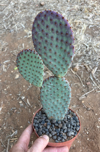 Opuntia microdasys rufida - opuntia,