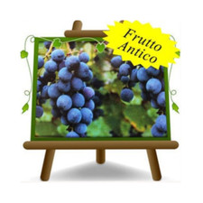 Vite moscato adda nero - vite, d’adda