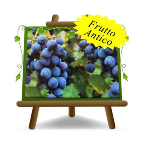 Vite moscato adda nero - d’adda,