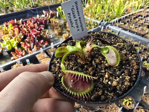 Dionaea muscipula giant x - dionaea,