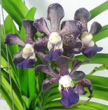Vanda Merrillii ibridi x Vanda