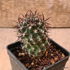 D6174 SCLEROCACTUS WHIPPLEI INNESTATO pot7-H7,5-W4,5 cm MaMa Cactus cites