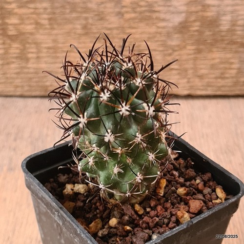 D6174 sclerocactus whipplei - d6174,