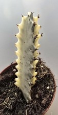 Euphorbia Trigona Ghost Cactus