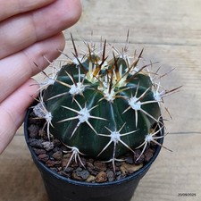 Melocactus guitartii Vaso 5.5