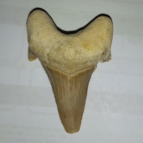 Grande dente squalo - dente, di