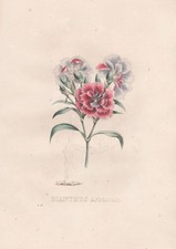 Dianthus Arbuscula Carnations