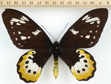 Mariposa:Ornithoptera Goliath