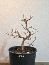 Bonsai prebonsai melograno - prebonsai,