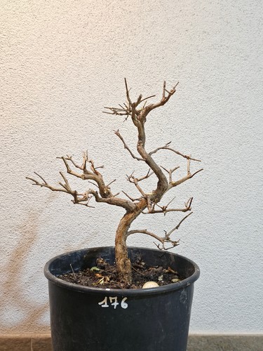 Bonsai prebonsai melograno - bonsai,