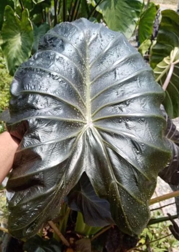 Autentica colocasia horus - colocasia, 1