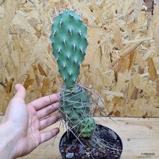 Opuntia sulphurea Vaso 12 cm
