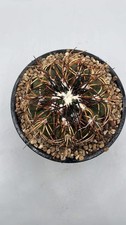Gymnocalycium Spegazzini