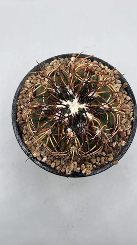Gymnocalycium spegazzini - gymnocalycium,