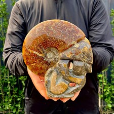 3,1 libbre naturale fossile lumaca agata fantasia pietre preziose cabochon