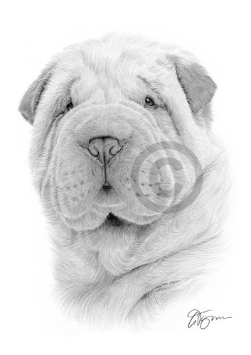 Shar pei cucciolo cane matita - shar-pei,