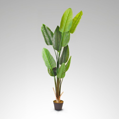 Strelitzia finta alta 170 - finta, cm