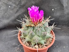THELOCACTUS RINCONENSIS SSP