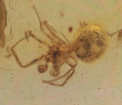 Araneae insetto - (ragno),,