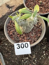 Pachypodium brevicaule ×